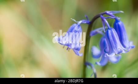 Un plan macro sur une délicate english bluebells. Banque D'Images