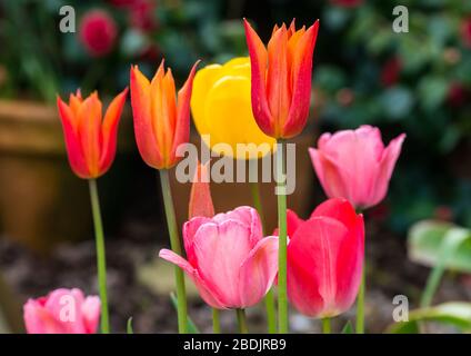 Un tir d'un groupe de fleurs de tulipes colorées. Banque D'Images