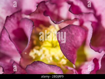 Une macro abstraite d'une fleur d'hellebore double ellen violette. Banque D'Images