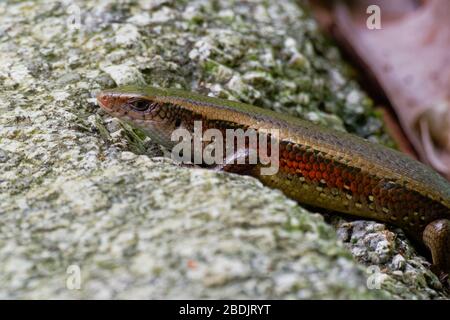 Commun Sun Skink - Eutropis multifasciata, connu sous le nom de mabuya brun de l'Inde de l'est, skink de soleil à lignes multiples, skink à rayures nombreuses, skink doré, est une espèce Banque D'Images