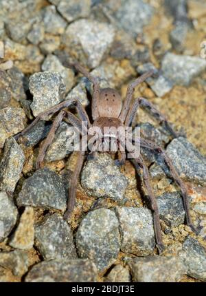 Sparassidae - Neosparasus patellatus - badge Huntsman Spider. Grande araignée d'Australie et de Tasmanie. Banque D'Images