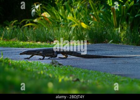 - Contrôle de l'eau Asie Varanus salvator aussi contrôle de l'eau commune, grand lézard varanid originaire d'Asie du Sud et du sud-est (kabaragoya, deux bandes de moni Banque D'Images