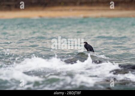 Pacific Reef-egret - Egretta sacra connu sous le nom de héron de récif oriental ou d'aigrette de récif oriental, espèces de héron trouvées dans tout le sud de l'Asie et de l'Océanie, Banque D'Images