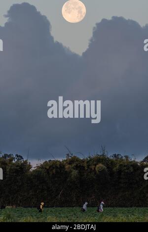 Immense rose pleine lune brille dans l'encoche entre les nuages au-dessus des champs agricoles dans les heures d'aube. Banque D'Images