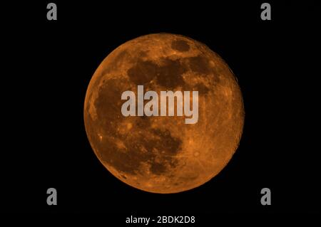 La Haye, Pays-Bas. Jeudi 8 avril 2020. Une lune super rose monte au-dessus de la Haye. Bien que plus jaune à orange en couleur et pas rose. Le nom de la super lune rose est référencé par l'Amérique du Nord autochtone, comme le début de la floraison d'une fleur sauvage vue d'abord à travers l'Amérique du Nord au début du printemps. Cette image a été prise avec un télescope Maksutov-Cassegrain de 1 900 mm f/15 d'un diamètre de 127 mm et montée sur un appareil photo plein format Nikon   à ISO 200. Charles M. Vella/Alay Live News Banque D'Images