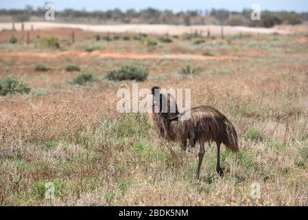 Paire EMU près de Hay, arrière-pays nsw, Australie Banque D'Images