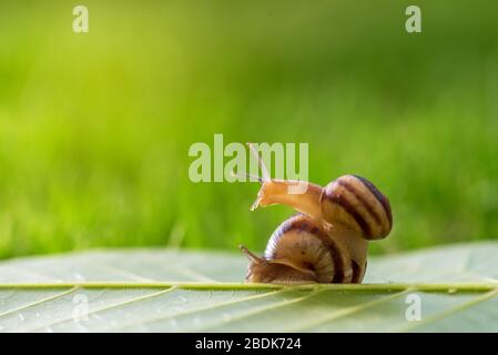 Deux escargots sur l'arrière-plan naturel, macro-vision. Quelques belles helix avec coquille spiralée. Banque D'Images