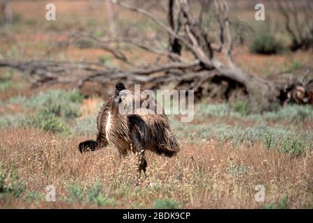 Emus ob le regard. Pris près de Hay, dans l'arrière-pays de Nouvelle-Galles du Sud, Australie Banque D'Images
