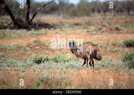 Couple EMU dans l'outback NSW, Australie Banque D'Images