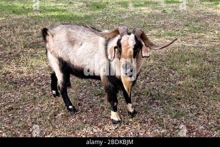 Espagnol RAM Goat, 'Capra aegragus cirque', itinérance dans les pâturages de champ, Texas. Banque D'Images