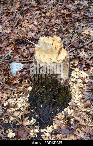 Arbre de Cottonwood découpés par American Beaver (Castor canadensis), Amérique du Nord, par James D Coppinger/Dembinsky photo Assoc Banque D'Images