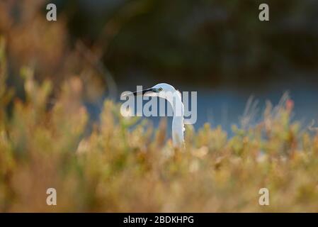 Le petit aigrette (Egretta garzetta) se cache derrière les roseaux, le Parc naturel Régional de Camargue, France Banque D'Images