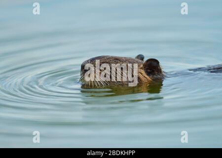 Coypu (Myocastor coypus) nageant dans l'eau, Camargue, France Banque D'Images