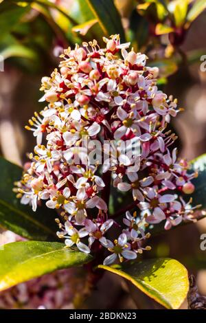 Le skimmia est une plante vergreen qui fleurit au printemps avec de belles petites fleurs roses et blanches Banque D'Images