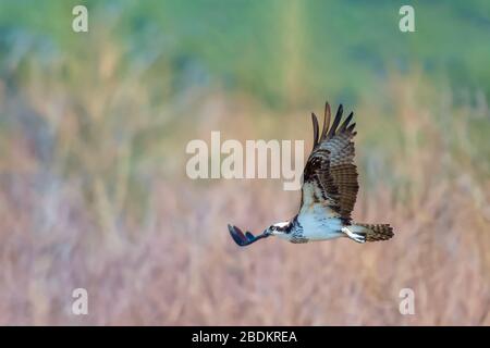 Osprey (Pandion halietus) à la recherche de proies dans la réserve naturelle nationale de Blackwater. Comté de Dorchester. Maryland. ÉTATS-UNIS Banque D'Images