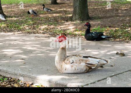 Duck Muscovy blanc et brun avec un visage rouge et des plumes comme un mohawk sur sa tête reposant sur un trottoir dans un parc urbain avec d'autres canards dans le TH Banque D'Images