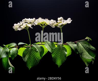 Grappes de fleurs sur la branche du viburnum de boule de neige japonais (Viburnum plicatum) rétroéclairé par le soleil dans le jardin en Virginie centrale au printemps. Banque D'Images