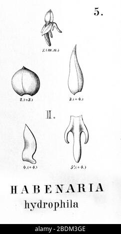 Habenaria hydrophila - découpe à partir de Flora brasiliensis 3-4-5-fig II Banque D'Images