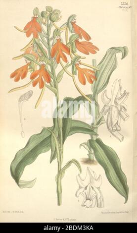 Habenaria rhodocheila - Curtis' 123 (Ser. 3 non 53) pl 7571 (1897). Banque D'Images