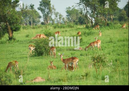 Réserve naturelle nationale de Murchison Falls, Ouganda. Situé dans la partie NW de l'Ouganda, les chutes de Murchison offrent une expérience unique. Banque D'Images