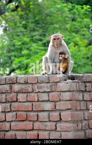 Un singe avec des bébés détend un haut un mur de brique Banque D'Images