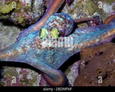 Pieuvre des Caraïbes (Octopus briaeus) chasse de nuit, Grand Cayman, îles Caïmanes, mer des Caraïbes, océan Atlantique, couleur Banque D'Images