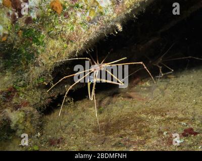 Le crabe des flèches Yellowline (Stenorhynchus seticornis) abrite un suceur, USS Kittiwake, îles Caïmanes, mer des Caraïbes, océan Atlantique, couleur Banque D'Images