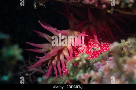 Anemone de rose à pois blancs (Urticina eques), à la réserve d'État de point Lobos, Carmel Bay, Carmel-by-the-Sea, États-Unis, Océan Pacifique, couleur Banque D'Images