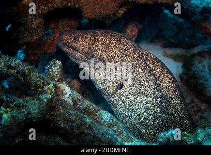 Yellowmargin moray anguille (Gymnothorax flavimarginatus) se cachant à l'intérieur d'un récif de corail, cratère de Molokini, Maui, Hawaii, États-Unis, Océan Pacifique, couleur Banque D'Images