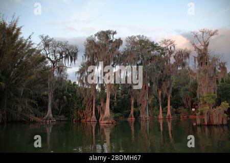 Bald Cypress arbres avec mousse espagnole sur le lac Eloise à Winter Haven, Floride, États-Unis. Reflétant le coucher du soleil. Banque D'Images