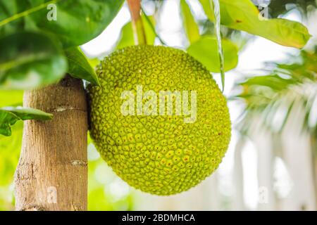 Le mûr fruit de cric pousse sur un arbre Banque D'Images