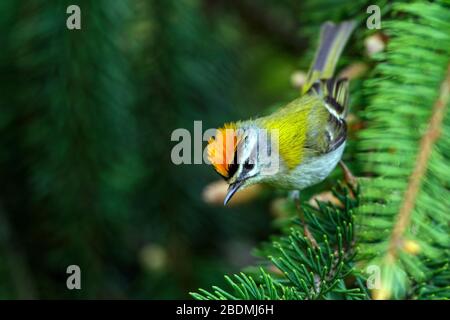 Sommergoldhähnchen (Regulus ignicapillus) Banque D'Images