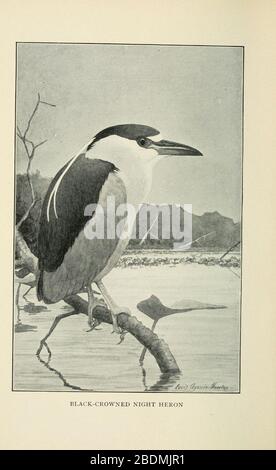 Manuel des oiseaux de l'ouest des États-Unis Banque D'Images