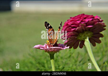 Belle scène naturelle/ gros plan de beau papillon dans le champ d'herbe/ papillon bleu assis sur une plante, gros plan, pré d'été Banque D'Images