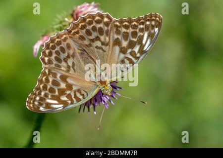 Kaisermantel (Argynnis paphia) Weibchen, forme de dunkle Banque D'Images