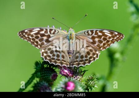 Kaisermantel (Argynnis paphia) Weibchen, forme de dunkle Banque D'Images