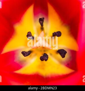 Une macro-photo du centre d'une fleur de tulipe rouge. Banque D'Images