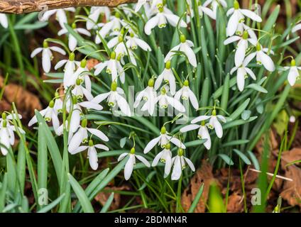 Une macro-photo d'un petit groupe de fleurs de neige. Banque D'Images