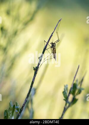 La mouche de grue est un nom commun faisant référence à tout membre de la famille des insectes Tipulidae. Banque D'Images