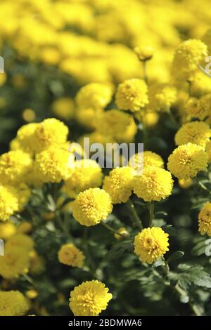 Gros plan sur les Floristes Daisy dans le comté de Miaoli à Taiwan Banque D'Images