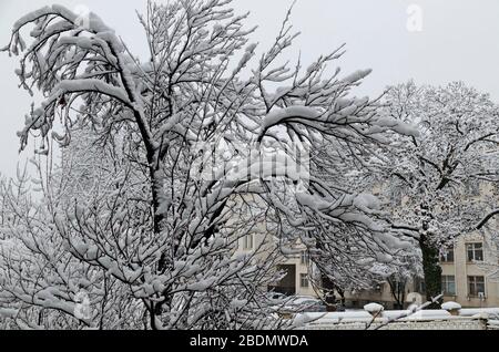 Une chute de neige tardive et lourde sur les branches d'arbres tombés, Sofia, Bulgarie Banque D'Images