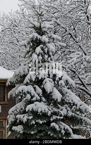 Une chute de neige tardive et lourde sur les branches d'arbres tombés, Sofia, Bulgarie Banque D'Images