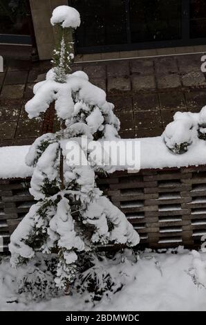 Une chute de neige tardive et lourde sur les branches d'arbres tombés, Sofia, Bulgarie Banque D'Images