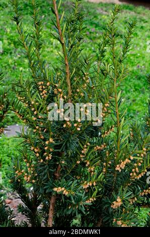 Vue intéressante de l'épinette ou du Picea abies ressort avec de nouveaux cônes dans le jardin, Sofia, Bulgarie Banque D'Images
