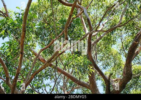 En regardant dans la canopée d'un groupe d'eucalyptus, de branches et de feuilles. Banque D'Images