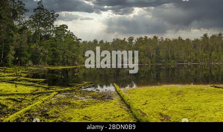 Un pic de soleil à travers des nuages de tempête au-dessus d'un lac Chisholm en miroir en Tasmanie, entouré d'une forêt vierge et ancienne avec une mousse couverte de front de mer. Banque D'Images