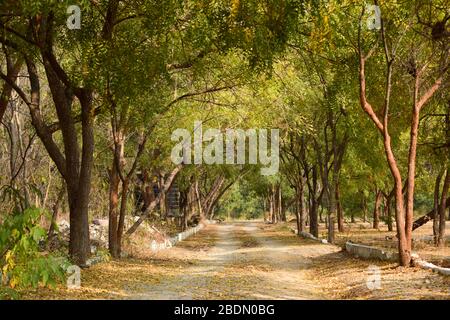 Paysage de chemin de forêt. Vue sur la forêt sale. Paysage de chemin de repos. Paysage de chemin de forêt Banque D'Images