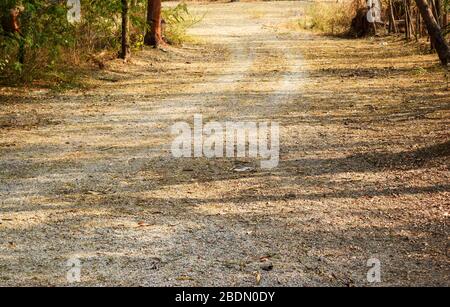 Chemin sale dans les feuilles de forêt/arbre sec sur l'image de photo du stock de sol de la Terre Banque D'Images