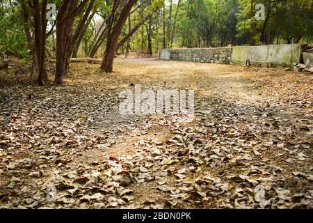 Chemin sale dans les feuilles de forêt/arbre sec sur l'image de photo du stock de sol de la Terre Banque D'Images