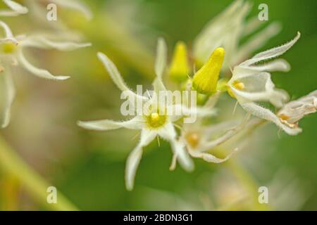 Swamp Lily Crinum pedunculatum asiatico dans le lac Banque D'Images